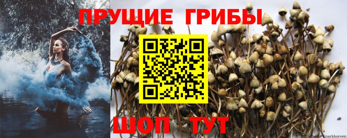 Галлюциногенные грибы Cubensis  Галлюциногенные грибы MAGIC MUSHROOMS  Вход с VPN  Тверь 